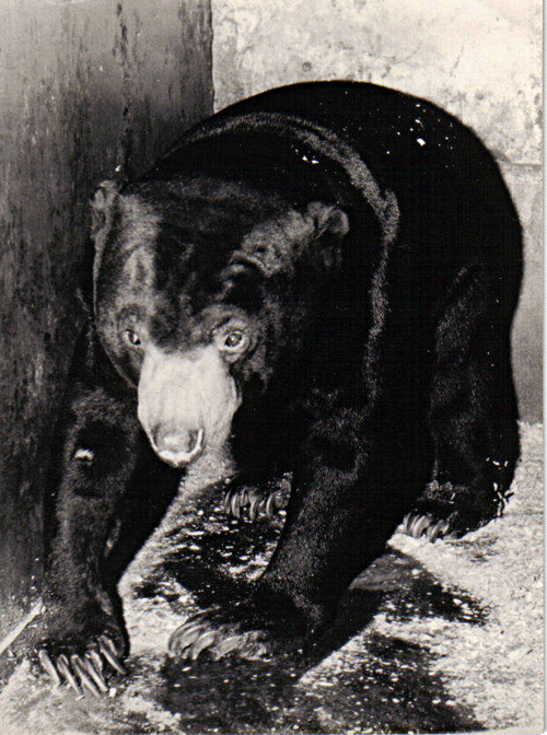 Stammvater der Berliner Malaienbären
